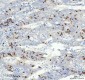 Anti-Cyclin A2 Rabbit Monoclonal Antibody